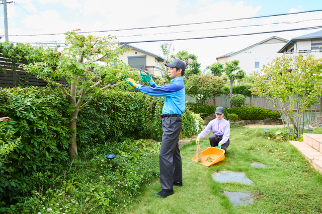 樹木の定期管理